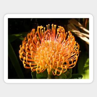 Protea Pincushion Sticker